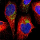 Immunofluorescent staining of human cell line U-2 OS shows localization to mitochondria.
