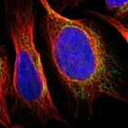 Immunofluorescent staining of human cell line U-2 OS shows localization to mitochondria.