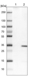 Lane 1: NIH-3T3 cell lysate (Mouse embryonic fibroblast cells)_br/_Lane 2: NBT-II cell lysate (Rat Wistar bladder tumour cells)