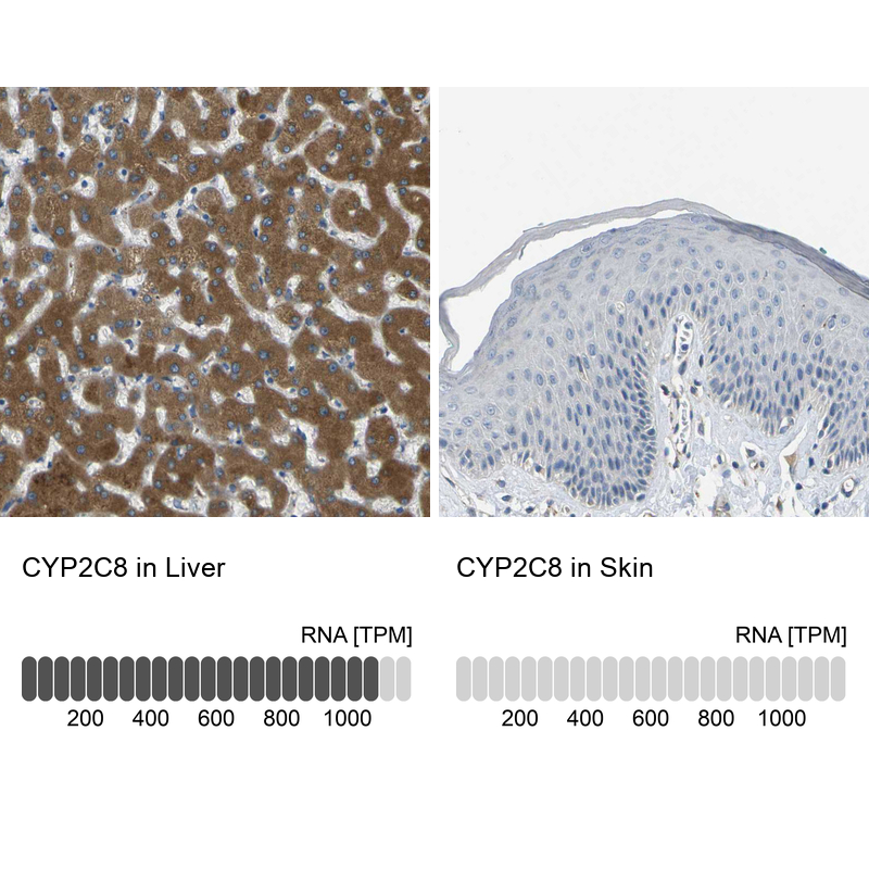 Anti-CYP2C8 Antibody