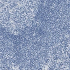 Immunohistochemical staining of human lymph node shows no positivity in non-germinal center cells as expected.