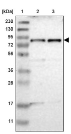 Lane 1: Marker [kDa] 230, 130, 95, 72, 56, 36, 28, 17, 11_br/_Lane 2: Human cell line RT-4_br/_Lane 3: Human cell line U-251 MG