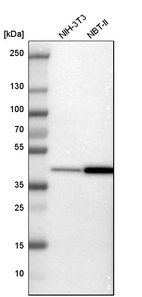 Western blot analysis in mouse cell line NIH-3T3 and rat cell line NBT-II.