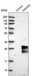 Western blot analysis in control (vector only transfected HEK293T lysate) and GIMAP2 over-expression lysate (Co-expressed with a C-terminal myc-DDK tag (~3.1 kDa) in mammalian HEK293T cells, LY414421).