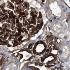 Immunohistochemical staining of human kidney using Anti-HIP1 antibody HPA013606.