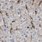Immunohistochemical staining of human liver using Anti-HIP1 antibody HPA013606.