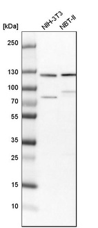 Western blot analysis in mouse cell line NIH-3T3 and rat cell line NBT-II.