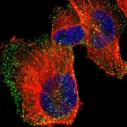 Immunofluorescent staining of human cell line U-251 MG shows localization to vesicles.