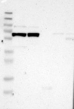 Anti-P3H2 Antibody