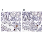 Anti-C16orf89 Antibody