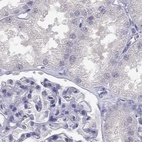 Immunohistochemical staining of human kidney using Anti-C16orf89 antibody HPA013613.
