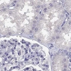 Immunohistochemical staining of human kidney using Anti-C16orf89 antibody HPA013613.