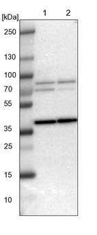 Lane 1: NIH-3T3 cell lysate (Mouse embryonic fibroblast cells)_br/_Lane 2: NBT-II cell lysate (Rat Wistar bladder tumour cells)