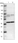 Anti-WBSCR17 Antibody