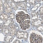 Immunohistochemical staining of human kidney shows weak to moderate cytoplasmic positivity in cells in glomeruli.