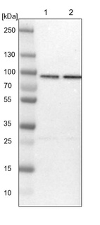 Anti-HSPA12B Antibody