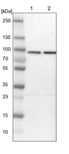 Lane 1: NIH-3T3 cell lysate (Mouse embryonic fibroblast cells)_br/_Lane 2: NBT-II cell lysate (Rat Wistar bladder tumour cells)