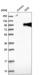 Western blot analysis in control (vector only transfected HEK293T lysate) and GNS over-expression lysate (Co-expressed with a C-terminal myc-DDK tag (~3.1 kDa) in mammalian HEK293T cells, LY419554).