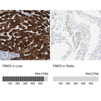 Anti-FMO3 Antibody