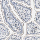 Immunohistochemical staining of human small intestine shows very weak positivity in glandular cells.