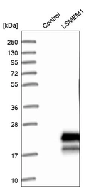 Western blot analysis in control (vector only transfected HEK293T lysate) and LSMEM1 over-expression lysate (Co-expressed with a C-terminal myc-DDK tag (~3.1 kDa) in mammalian HEK293T cells, LY403647).