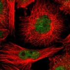 Immunofluorescent staining of human cell line U-251 MG shows localization to nucleoplasm.