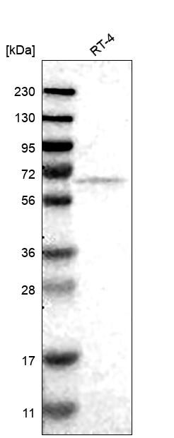 Anti-FKBP10 Antibody