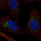 Immunofluorescent staining of human cell line U2OS shows localization to the Golgi apparatus.