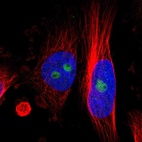 Immunofluorescent staining of human cell line U-251 MG shows localization to nucleoli.