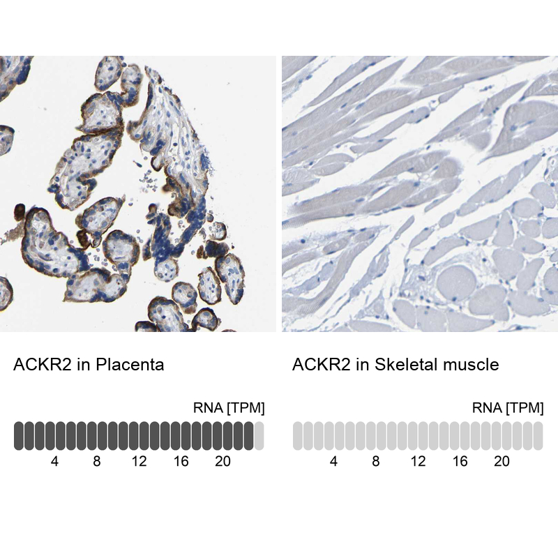 Anti-ACKR2 Antibody