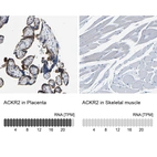 Anti-ACKR2 Antibody