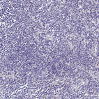 Immunohistochemical staining of human lymph node shows no positivity in non-germinal center cells as expected.