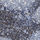 Immunohistochemical staining of human tonsil shows high expression.