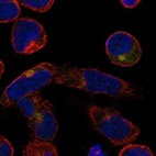 Immunofluorescent staining of human cell line HEL shows localization to the Golgi apparatus.