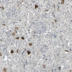 Anti-GPR19 Antibody