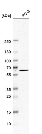 Western blot analysis in human cell line PC-3.