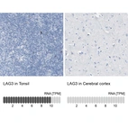 Anti-LAG3 Antibody