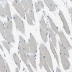 Immunohistochemical staining of human skeletal muscle shows very weak positivity in myocytes.