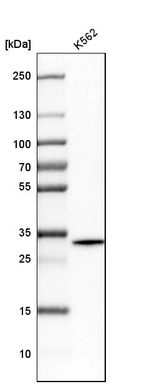 Western blot analysis in human cell line K562.