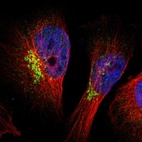 Immunofluorescent staining of human cell line U-251 MG shows localization to nucleoplasm & the Golgi apparatus.