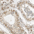 Immunohistochemical staining of human testis shows moderate cytoplasmic positivity in cells in seminiferous ducts and in leydig cells.
