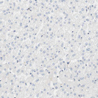 Anti-CYTH3 Antibody