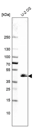 Western blot analysis in human cell line U-2 OS.