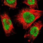 Immunofluorescent staining of human cell line U-251 MG shows localization to nucleus.