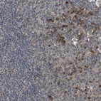 Immunohistochemical staining of human lymphoid tissues shows strong nuclear and cytoplasmic positivity in germinal center cells.