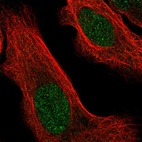 Immunofluorescent staining of human cell line U-2 OS shows localization to nucleus.
