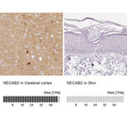 Anti-NECAB2 Antibody