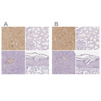 Anti-NECAB2 Antibody