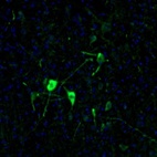 Anti-NECAB2 Antibody