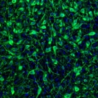 Immunofluorescence staining of mouse midbrain shows neuronal positivity in dorsal raphe.